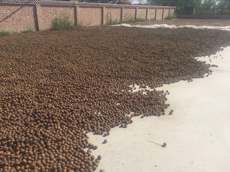 农家院中晾晒青皮核桃的场景