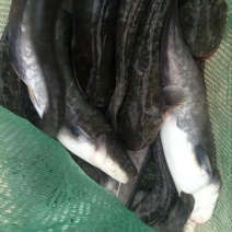 鲶鱼食用