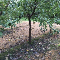 梨树6~8cm3~3.5米
