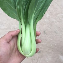 小油菜1两以上
