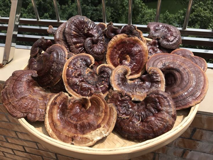 竹灵芝清洗与切片处理