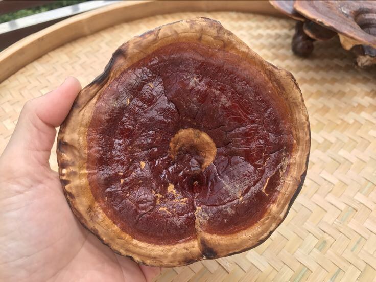 一组整齐排列的灵芝切片,呈不规则椭圆形,颜色为棕红色,边缘光滑,厚度均匀,背景为浅色麻布材质,旁边放置一个不锈钢镊子用于夹取 灵芝切片成品展示