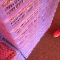柿饼1~2两