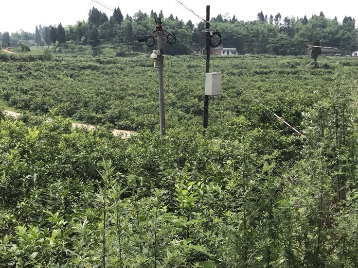 尤力克黄柠檬种植园,展示其生长环境与果实挂果状态 尤力克黄柠檬果园种植场景
