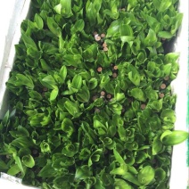 富贵竹10cm以上