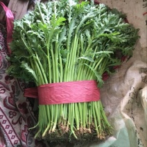 优质茼蒿大量上市，高30厘米左右，质量保证，货源充足