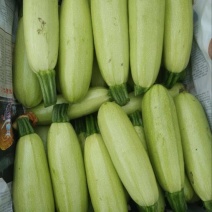 菜瓜20~30cm