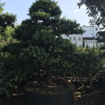 造型松14公分