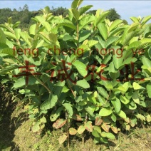 番石榴苗30~50cm