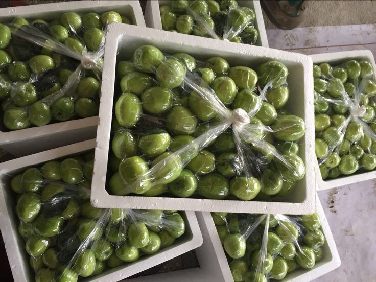 青枣冷藏保存示意图