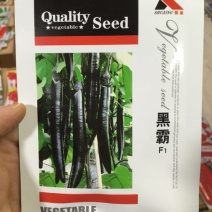 茄子种子