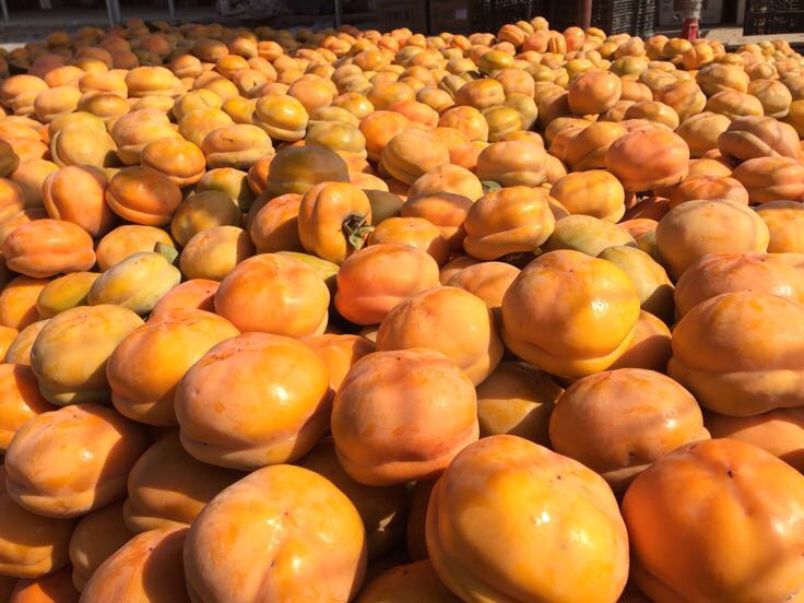 磨盘柿采摘节活动现场