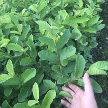 珍珠番石榴苗珍珠芭乐30~50cm杯苗