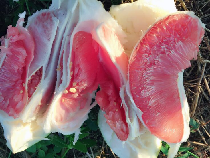 一个新鲜的红心柚被横向切开,露出鲜艳的粉红色果肉,汁囊饱满,果瓣清晰分明,周围散落着几片去膜的果肉,背景为木质砧板,光线柔和自然 红心柚切开特写