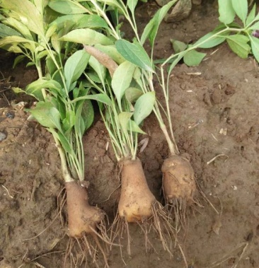 白术种苗1020cm白术籽等成品