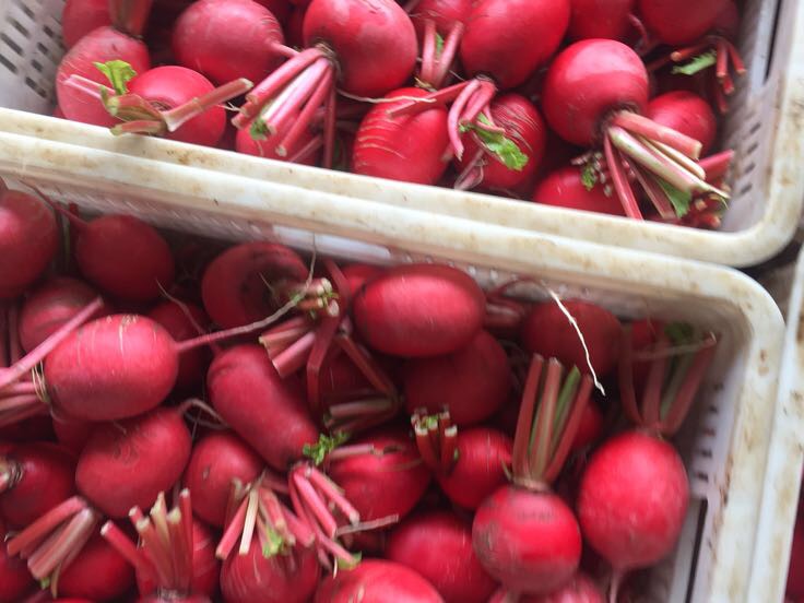 新鲜红皮萝卜堆放在竹筐中,表皮鲜红光滑,顶部带有绿色缨子,背景为农村院落晾晒场景 新鲜红皮萝卜堆放在竹筐中,表皮鲜红光滑,顶部带有绿色缨子,背景为农村院落晾晒场景