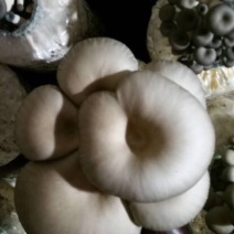 平菇、秀珍菇、香菇、金针菇、黄金菇菌种；出菇棒