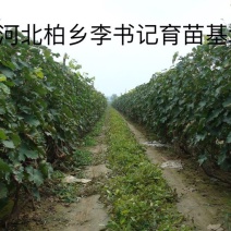葡萄树1.1~1.5m