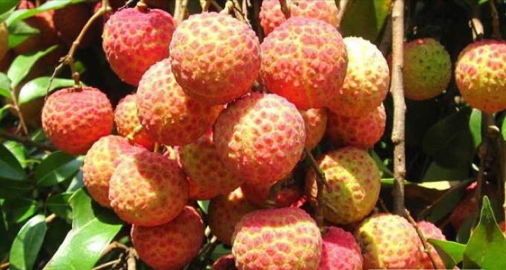 成熟的苗树荔枝挂满红彤彤的果实，阳光透过叶隙洒落，果园工人正在采摘，展现丰收场景