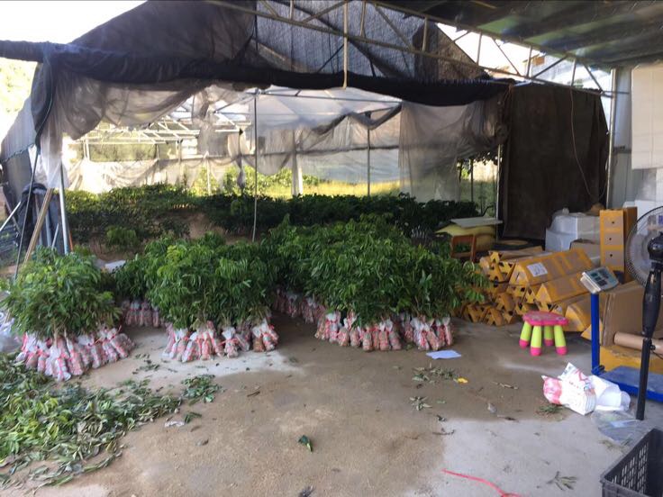 荔枝苗种植基地航拍图