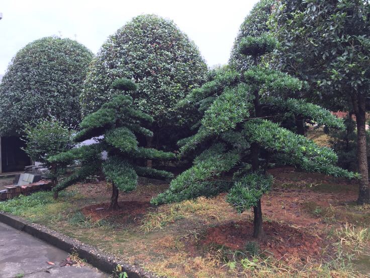 庭院中的罗汉松景观