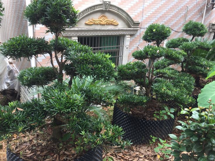 黑珍珠罗汉松盆景造型与扦插育苗实景图