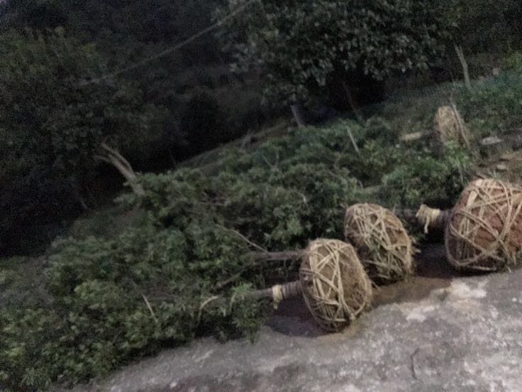 罗汉松果实与禁止食用标识并列展示,提醒公众勿随意食用 罗汉松果实与警示标识的对比图