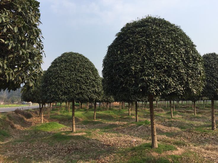 园林中修剪成型的乔木状八月桂