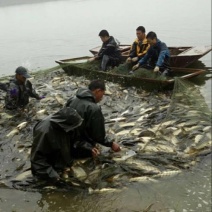 鲤鱼食用1~2公斤