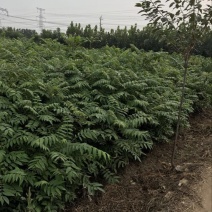 香椿苗80cm以上大棚