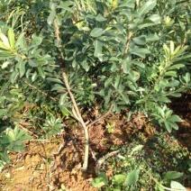 杨梅苗30~50cm