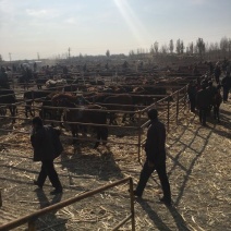 肉驴400~500斤