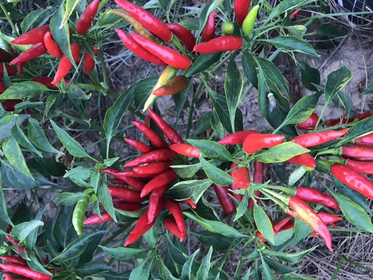 三樱8号新鲜椒采收现场