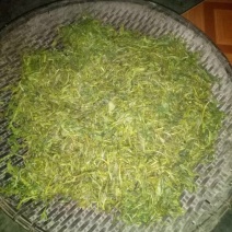 苦丁茶