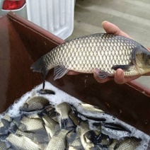 鲫鱼食用