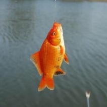 黄金鲫垂钓