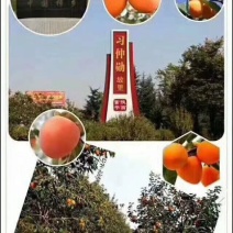柿饼1~2两