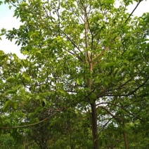 秋枫231~260cm