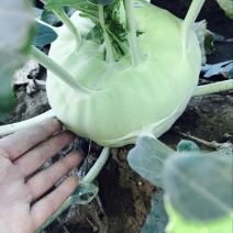 苤蓝一斤以上