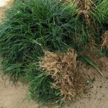 【推荐】小叶麦冬苗大量供应基地直发全国发货欢迎联系