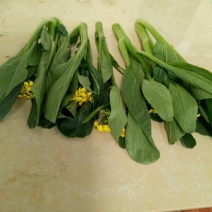菜苔20~30厘米