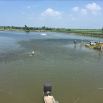 鲫鱼食用