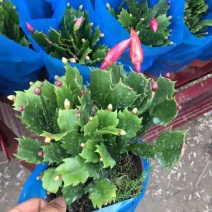 蟹爪兰