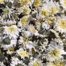 菊花茶一级