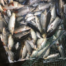 河鲤鱼7两食用