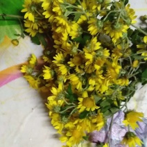 野菊花散装