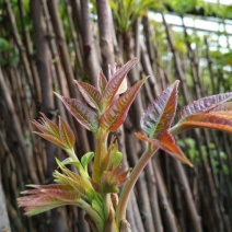 红油香椿苗50~60cm大棚