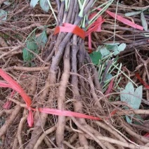 药用牡丹苗10~20cm，1年牡丹苗苗圃直销点