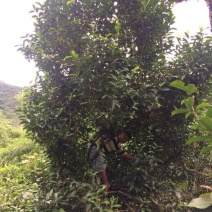 普洱茶三级