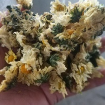 菊花茶一级